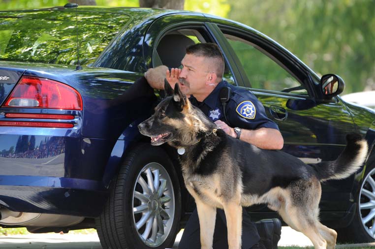 Police officer behind a car with a K9 unit. 